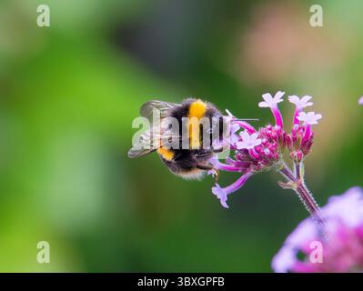 Un Bumblebee dalla coda bianca (Bombus lucorum), che impollina un fiore di Verbena Foto Stock