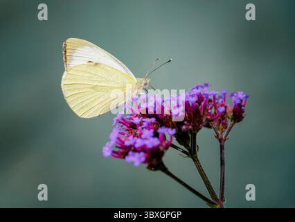 Un primo piano di una piccola farfalla bianca femminile, (Pieris rapae), che si alimenta da un fiore di Verbena Foto Stock