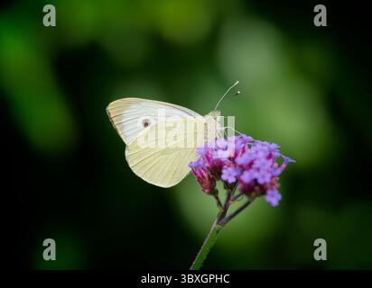 Un primo piano di una piccola farfalla bianca femminile, (Pieris rapae), che si alimenta da un fiore di Verbena Foto Stock