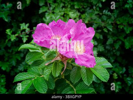Un gruppo di fiori rosa cerise e rosa selvatica, noti anche come la rosa del cane Foto Stock
