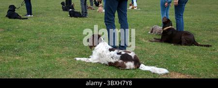 Un gruppo di cani e i loro proprietari in una sessione di allenamento. Varie razze, tra cui uno spagnolo francese in primo piano, giacciono sull'erba. Il prato è id Foto Stock