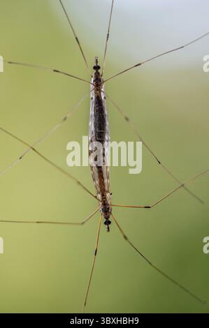 Tipula Schnarken sul vetro della finestra Foto Stock