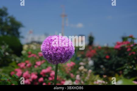 Fiore gigante di Allium giganteum viola che fiorisce nel parco Yamashita di Yokohama durante la collana Garden Yokohama, con rose sfocate e l'Hikawa Maru oce Foto Stock