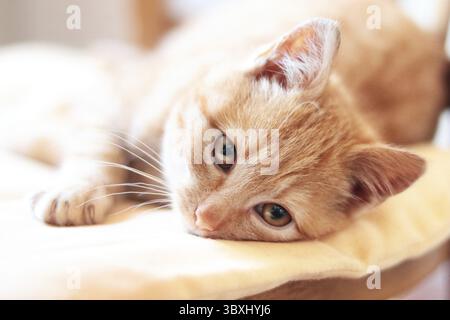 Gattino carino sdraiato sul cuscino, vista ravvicinata, interno Foto Stock