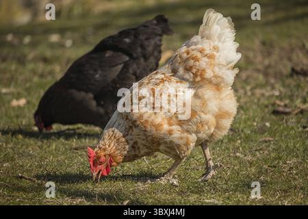 Gallina marrone chiaro con un pettine rosso in giardino - pascolano sull'erba Foto Stock
