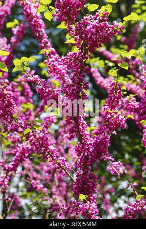 Cerci europei, o albero di Giuda, o scarlatto europeo. Primo piano di fiori rosa di Cercis siliquastrum. Cercis è un albero o arbusto, una specie del genu Foto Stock