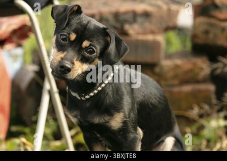 Il cane Pincher in un prato estivo si siede e guarda avanti Foto Stock