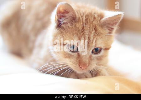 Gattino carino sdraiato sul cuscino, vista ravvicinata, interno Foto Stock