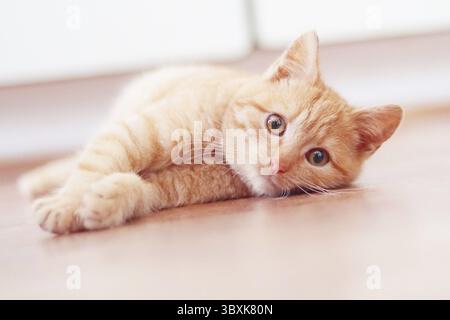 Gattino di zenzero adagiato su un pavimento, vista ravvicinata Foto Stock