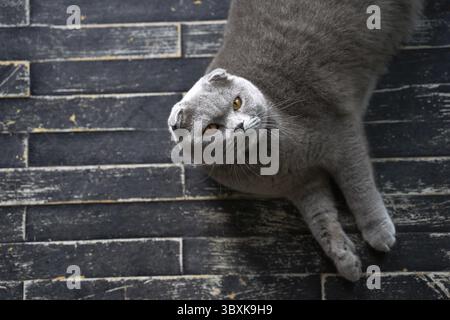 Gatto domestico pieghevole scozzese per adulti di colore lilla, con faccia rotonda, occhi gialli rotondi e orecchie piegate in avanti Foto Stock