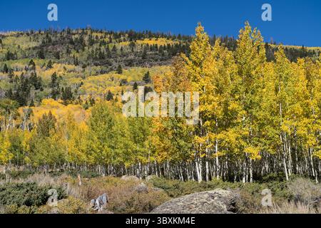 25 settembre 2021: Il clone Pando Aspen, considerato il più grande singolo organismo del mondo, nella Fishlake National Forest, Utah. (Immagine di credito: © Jon G. Fuller/VW Pics via ZUMA Press Wire) Foto Stock