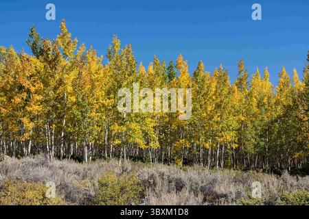 25 settembre 2021: Il clone Pando Aspen, considerato il più grande singolo organismo del mondo, nella Fishlake National Forest, Utah. (Immagine di credito: © Jon G. Fuller/VW Pics via ZUMA Press Wire) Foto Stock