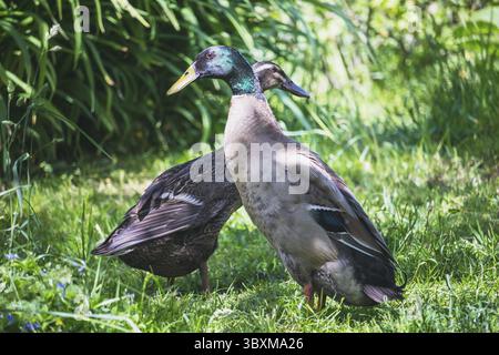 Indiano Runner Duck - coppia di anatre - drake e anatra femmina nel giardino Foto Stock