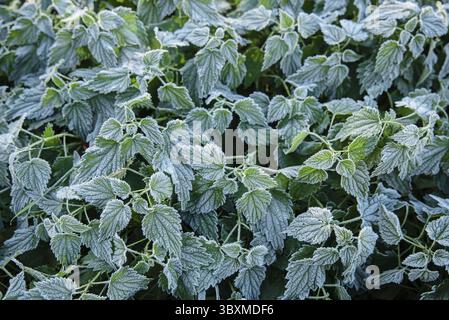 Modello di foglie di ortica verde congelate in campagna Foto Stock