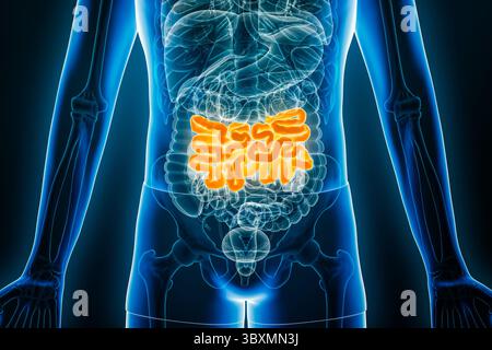 Vista anteriore a raggi X del digiuno umano, parte dell'intestino tenue, illustrazione di rendering 3D con contorni del corpo maschile. Anatomia, organo della sistia digestiva Foto Stock