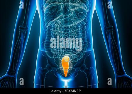 Vista radiologica anteriore o frontale del retto umano illustrazione di rendering 3D con contorni del corpo maschile. Anatomia del colon, organo del sistema digerente, medico, bio Foto Stock