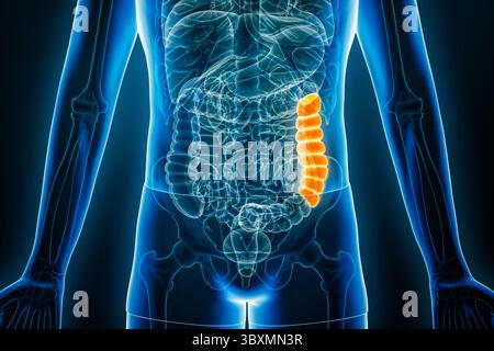 Rappresentazione grafica 3D con rappresentazione radiologica anteriore o frontale del colon discendente umano con contorni del corpo maschile. Anatomia, organo del sistema digerente, medico, Foto Stock