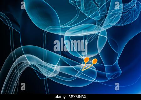 Immagine di rendering 3D con raggi X di bulburetrale o ghiandole di Cowper con contorni del corpo maschile. Anatomia, organo del sistema riproduttivo maschile, medico, biol Foto Stock