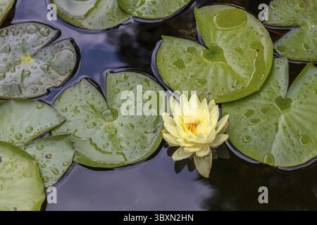 Ninfea, fiore di giglio bianco sulla superficie dell'acqua, foglie verdi che galleggiano intorno, vista dall'alto Foto Stock