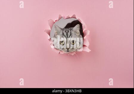 Diritto scozzese guardando sth, comportamento animale in spaccato intero primo piano vista laterale Foto Stock