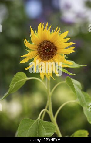 Primo piano di un girasole che cresce. Helianthus. Fiore della testa di girasole. Semi e olio Foto Stock