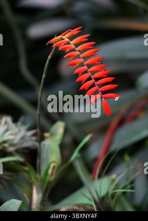 Dyer's Air Plant, Racinaea dyeriana, Bromeliaceae. Ecuador, Sud America. Racinaea dyeriana è una specie di pianta della famiglia delle Bromeliaceae. Foto Stock