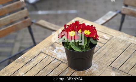 Splendido fiore in vaso rosso primula vulgaris su un tavolo da caffè all'aperto Foto Stock