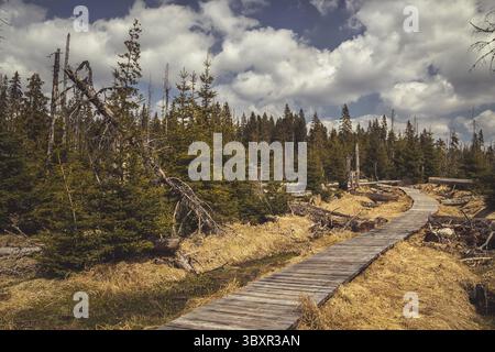 Sentiero - passerella in legno tra alberi - abeti, lastra di Cikanska - brughiera zingara - torbiere nella Sumava - Parco Nazionale della foresta boema, repubblica Ceca Foto Stock