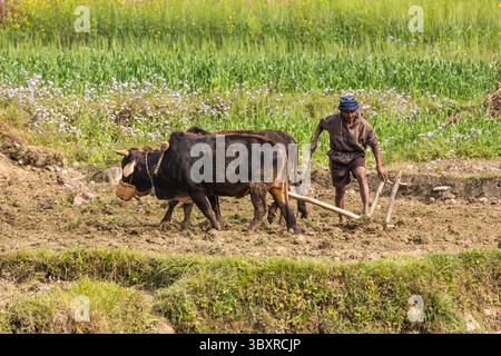 12 febbraio 2015, provincia di Gandaki, Nepal: Un agricoltore nepalese ara un campo di riso con una squadra di buoi e un aratro di legno nel Nepal centrale. (Immagine di credito: © Jon G. Fuller/VW Pics via ZUMA Press Wire) Foto Stock