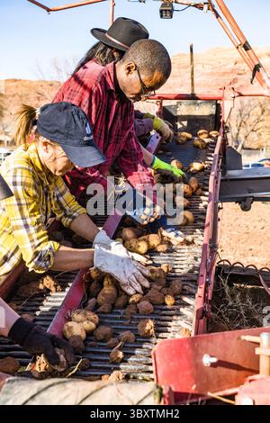 3 dicembre 2021: I lavoratori stanno sul retro del Potator harvestor mentre separano le patate dai grumi di sporcizia scavati dalla mietitrice. Moab, Utah. (Immagine di credito: © Jon G. Fuller/VW Pics via ZUMA Press Wire) Foto Stock