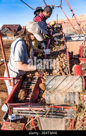 3 dicembre 2021: I lavoratori stanno sul retro del Potator harvestor mentre separano le patate dai grumi di sporcizia scavati dalla mietitrice. Moab, Utah. (Immagine di credito: © Jon G. Fuller/VW Pics via ZUMA Press Wire) Foto Stock