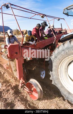 3 dicembre 2021: Un harvestor di patate che scavava le patate mentre i lavoratori separano le patate dai grumi sporchi. (Immagine di credito: © Jon G. Fuller/VW Pics via ZUMA Press Wire) Foto Stock