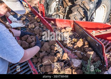 3 dicembre 2021: I lavoratori stanno sul retro del Potator harvestor mentre separano le patate dai grumi di sporcizia scavati dalla mietitrice. Moab, Utah. (Immagine di credito: © Jon G. Fuller/VW Pics via ZUMA Press Wire) Foto Stock
