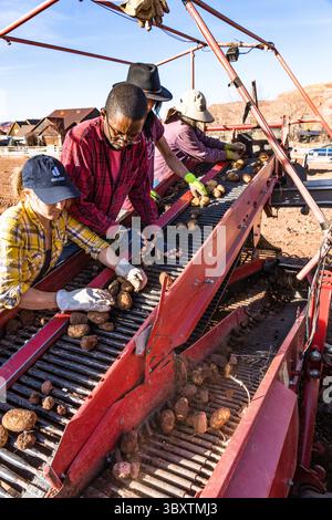3 dicembre 2021: I lavoratori stanno sul retro del Potator harvestor mentre separano le patate dai grumi di sporcizia scavati dalla mietitrice. Moab, Utah. (Immagine di credito: © Jon G. Fuller/VW Pics via ZUMA Press Wire) Foto Stock