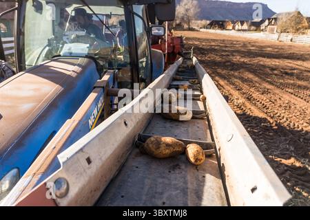 3 dicembre 2021: Dopo aver separato le polveri di sporco, le patate raccolte si spostano su un altro trasportatore verso una scatola sulla quinta parte anteriore del trattore. Moab, Utah. (Immagine di credito: © Jon G. Fuller/VW Pics via ZUMA Press Wire) Foto Stock