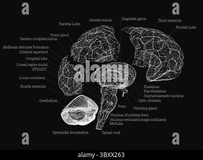 Un disegno del cervello con la parola "cervello" nell'angolo in alto a sinistra. Il disegno è bianco e nero Illustrazione Vettoriale