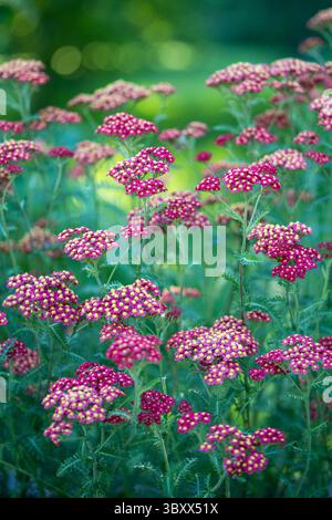 Fiori di giardinaggio rosso. Pianta ornamentale Achillea millefolium (Paprika) in fiore in giardino. Foto Stock