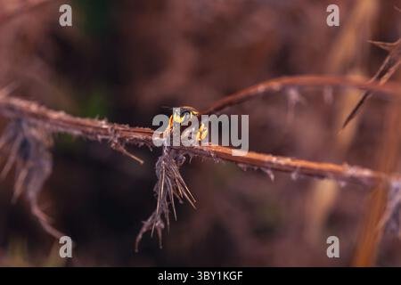 Vespa di carta europea Polistes dominula appoggiata su piante secche in natura Foto Stock