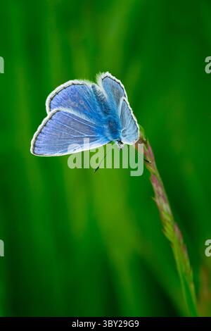 Una splendida farfalla Common Blue poggia delicatamente su un filo d'erba nella riserva naturale di Warnham nel Sussex. Le sue vivaci ali ali blu si distinguono contro di loro Foto Stock