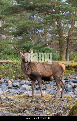 Cervo rosso, Cervus elaphus, Scozia, Gran Bretagna Foto Stock