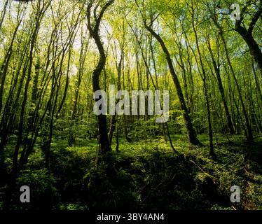 Gli alberi fiancheggiano le sponde di un torrente in un piccolo bosco vetrato in primavera vicino ad Avallon in Borgogna, Francia. Foto Stock