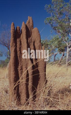 Australia. Territorio del Nord. Le termiti nidificano. Foto Stock