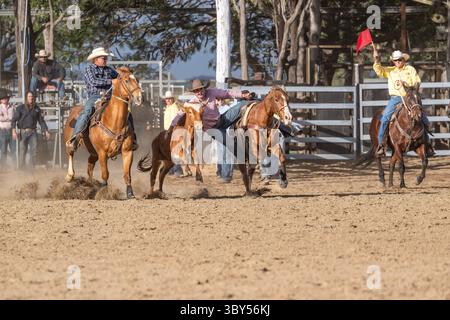 Evento di rodeo di wrestling di squadra con cowboy che salta dal suo cavallo sul running Steer al Mareeba Rodeo del 2025 in Australia. Foto Stock