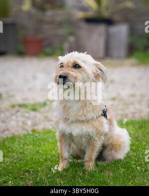 Ritratto del cane Cairn Terrier all'aperto. Primo piano di cane PET ritratto color crema crema per le grinze. Foto Stock