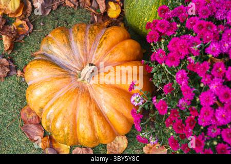 Grande zucca arancione brillante circondata da fiori rosa autunnali di crisantemo e foglie cadute sull'erba verde. Halloween e le vacanze autunnali, autunno Foto Stock