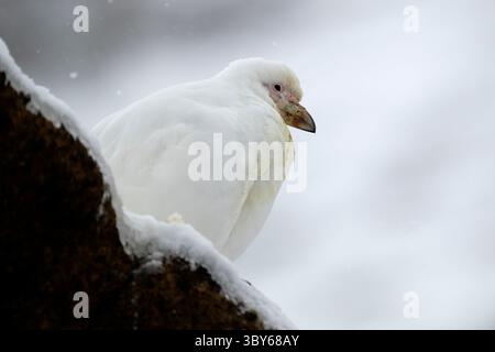 Uno Sheathbill dalla faccia bianca (Chionis alba) si appoggia su una roccia durante una bufera di Brown Bluff, nella penisola Tabarin, all'estremità della penisola Antartica, AN Foto Stock