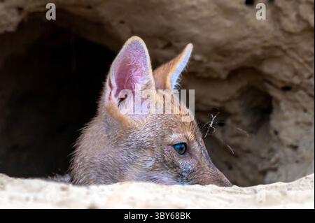 Lo sciacallo dorato, chiamato anche sciacallo comune, è un canide simile a un lupo originario dell'Eurasia. Foto Stock