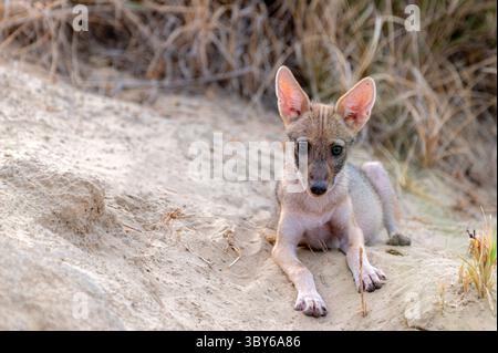 Lo sciacallo dorato, chiamato anche sciacallo comune, è un canide simile a un lupo originario dell'Eurasia. Foto Stock