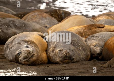 Gli elefanti marini maschi del sud (Mirounga leonina) si rilassano durante una tempesta di neve tra le altre foche muta su una spiaggia vicino a Hannah Point, Livingston Foto Stock