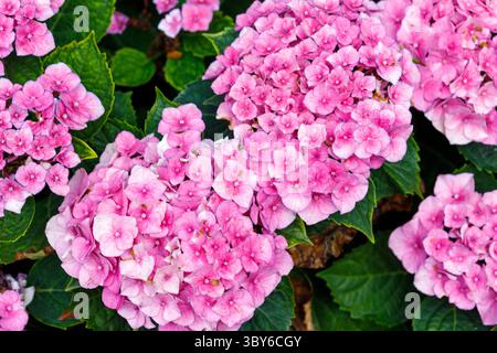 Primo piano di ammassi di ortensie rosa fioriscono con foglie verdi. I fiori sono densamente pieni, riempiendo la maggior parte della cornice. Foto Stock